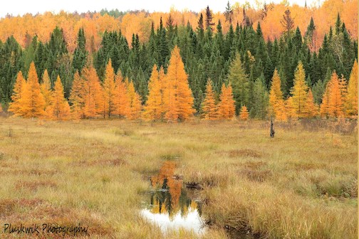 Layers of Color, John's Creek on the Echo Trail by Paul Pluskwik.