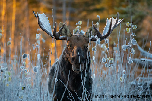An ice crystal morning with a magical moose by Ryan Pannesi.