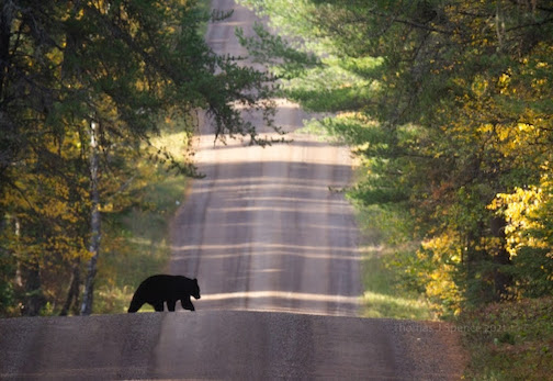 Black Bear crossing a forest road by Tom Spence.
