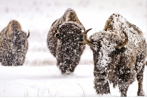 The first snowstorm of the season hit the Black Hills and sent all the Buffalo Petters home. Photo by Whitney Rencountre.