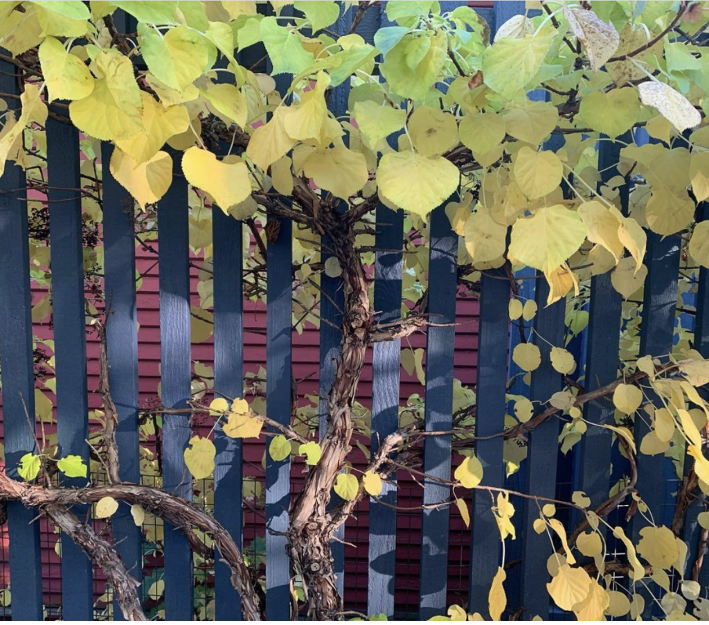 A favorite shot from this gardening season... a climbing hydrangea in the fall on a blue fence by Alisa Berns.