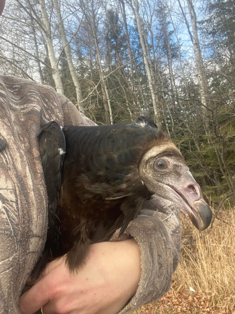 An injured black vulture is rescued. Photograph courtesy of Thunderbird Bird Rescue.