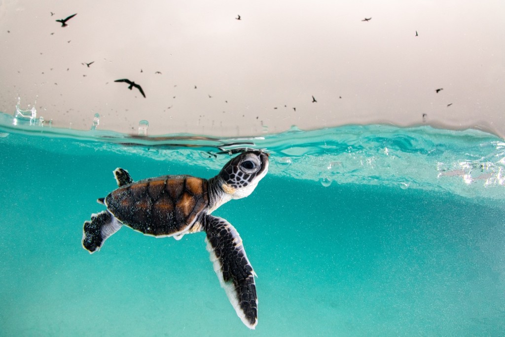 Photographer Angie Hannah won third place in this photo of a baby turtle navigating in its world. She calls it "Le Leu Against All Odds. To see other photographs that won