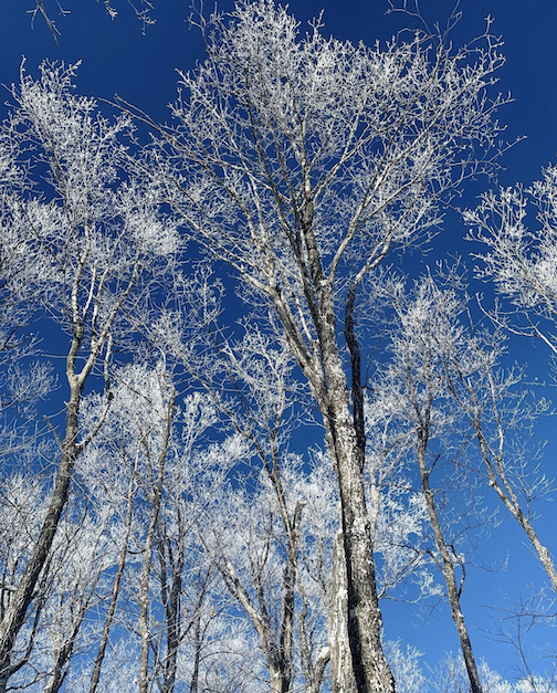 Winter trees by Alisa Bernes.