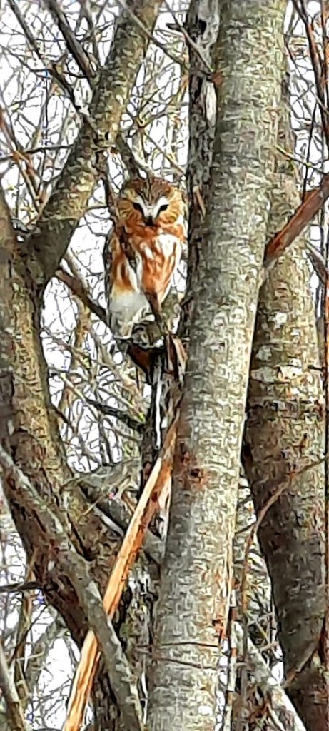 Saw Whet Owl by the feeders today by Cathy Quinn.