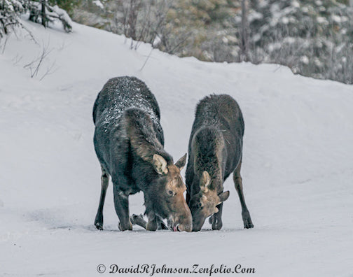 Moose licking salt from the Gunflint Trail ... a reminder that we need to slow own by David Johnson.
