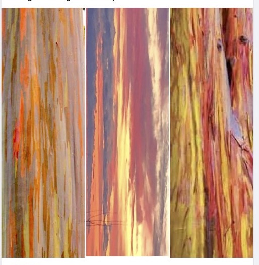 Rainbow eucalyptus trees, at right and left, turned Grand Maris Sunset,  middle. Composite by Maryl Skinner.