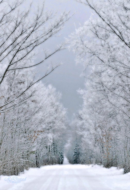The quiet beauty of hoarfrost by Rosanne Distad.