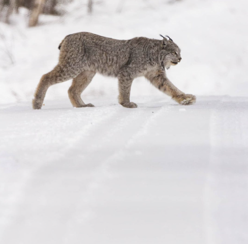 Prowlin' into the New Year by Thomas Spence.