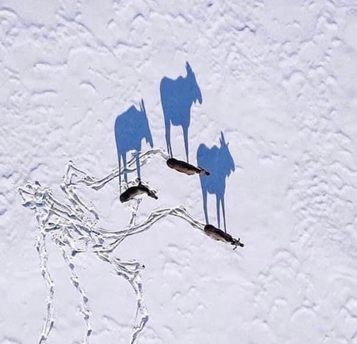 Moose shadows, aerial photograph taken by unknown photographer.