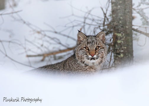 Bobcat by Paul Pluskwik.