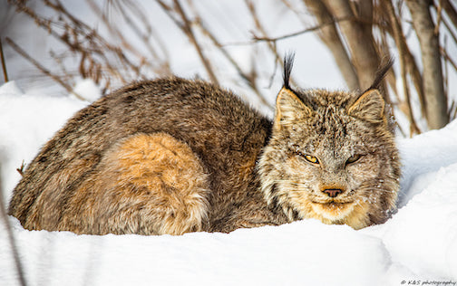Canada lynx by Steve Marcotte.