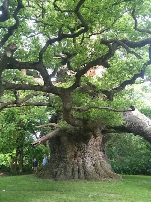 It is called "Majesty", or the Fredville Oak, and is located in Fredville Park, Nonington, Kent, England.
