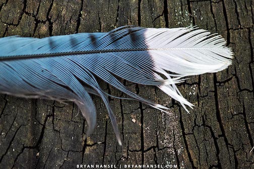 Blue jay feather. Photo by Bryan Hansel. Check out his latest newsletter here.