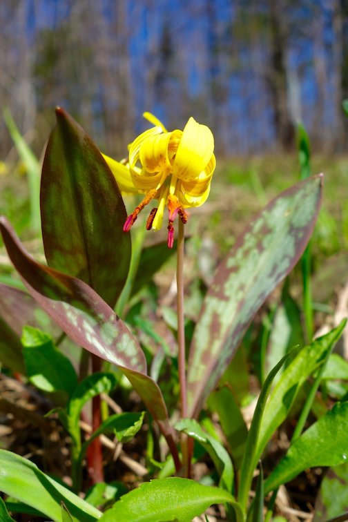 Trout lily by Sandra Updike.