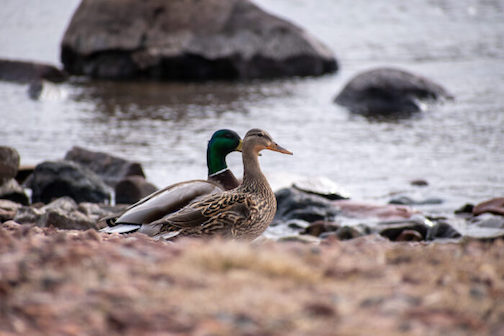 Ducks waiting. Photo courtesy of WTIP Community Radio.