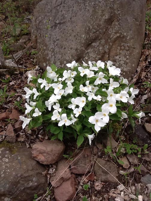 I know it's Spring when our Trillium balloons. Photo by Bob Lamettery.