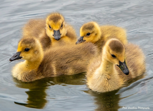 Canada goslings. Photo by Paul Sundberg.
