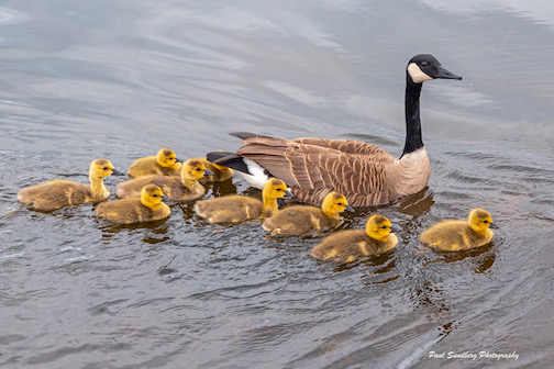 Canada goose and goslings. Photo by Paul Sundberg.