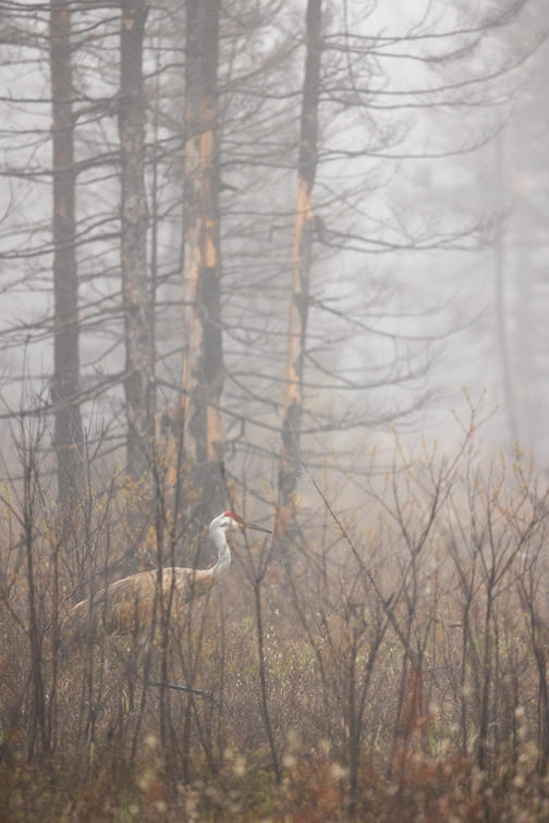 A lone sand hill crane in a burn area in the Superior National Forest. Photo by Thomas Spence.