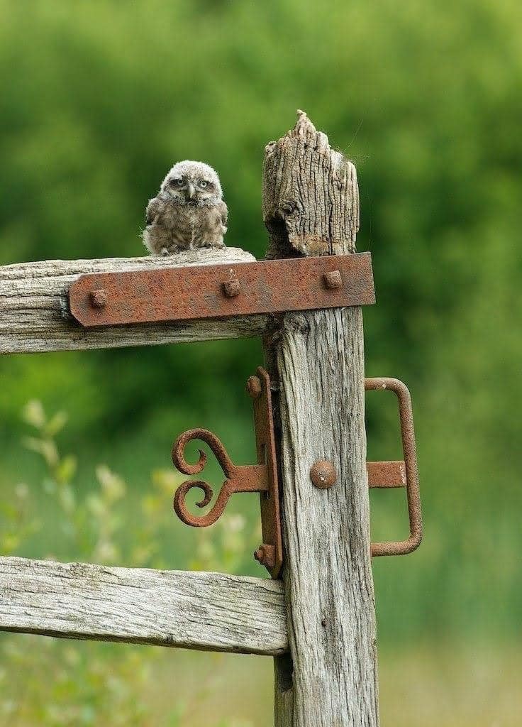 The keeper of the gate. Photographer unknown.
