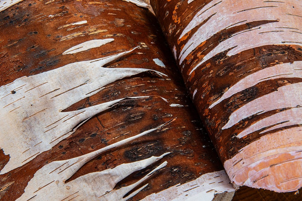 The beauty of birch bark in a close-up. Photo by Layne Kennedy.