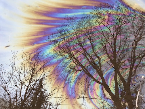  Balsam sap creates rainbow in a mud puddle reflection. Photo by Yvonne Mills.