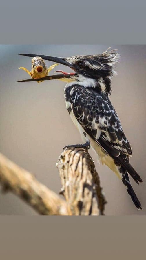 Kingfisher with a breakfast surprise. Photographer unknown.