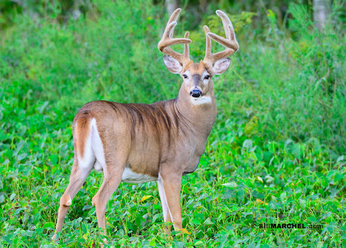 White-tailed deer in late summer by Bill Marchel.