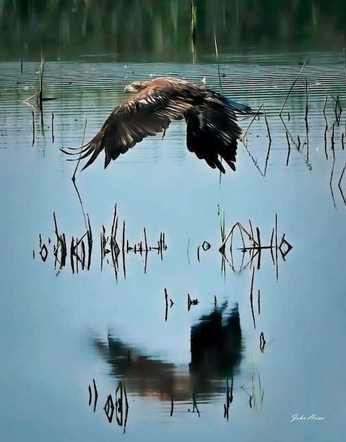 A juvbenile bald eagle hunting by John Heino.