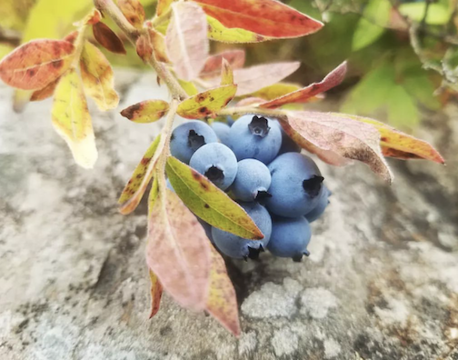 A fall blueberry field by Rose Arrowsmith.