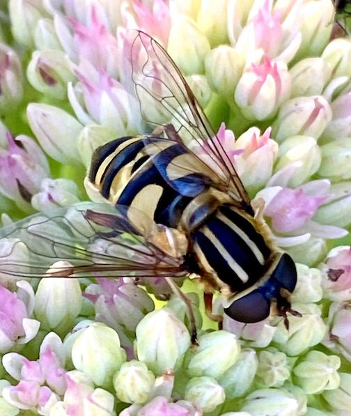 Hover Fly one in a million literally by Maryl Skinner.