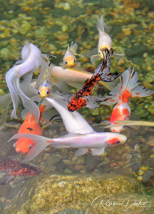 Koi pond in Ely by Roxanne Distad.