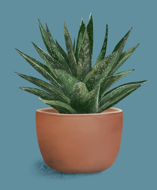 " succulent," a digital image by Katie Viren created with Procreate.