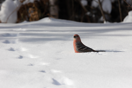 A Pine Grosbeak checking out the winter tracks by Thomas Spence.