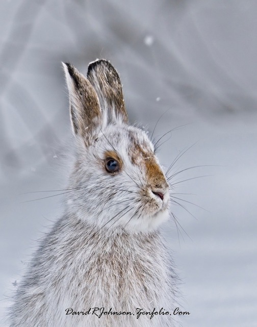 A local snowshoe hare by Dabid Johnson.