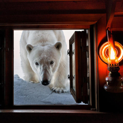 A polar bear encounter by Paul Nicklen.