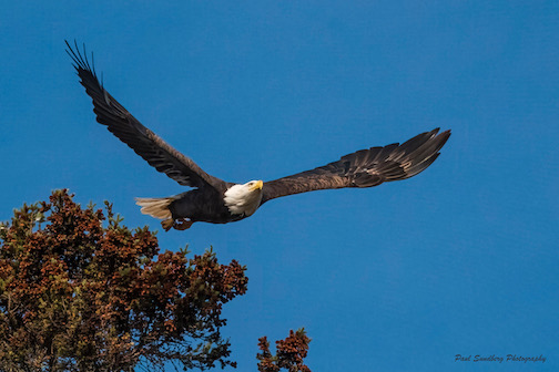 Bald Eagle, by Paul Sundberg.