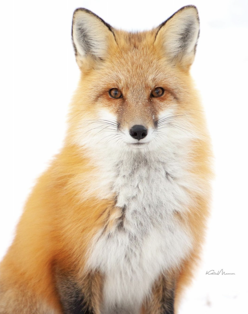 Foxy mom, by Katie Mumm.