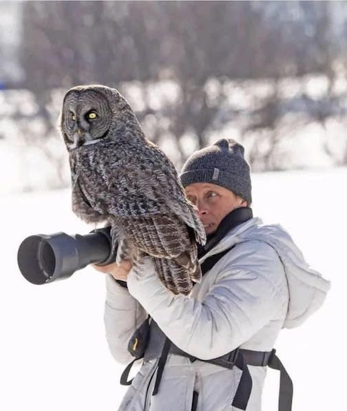 A great grey owl lands on photographer's shoulder. Photo by Lee Cogswell.