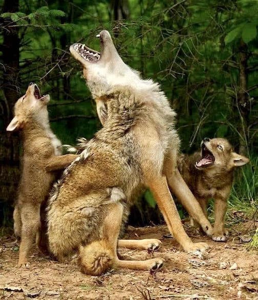 Howling lesson by Debbie DiCarlo.