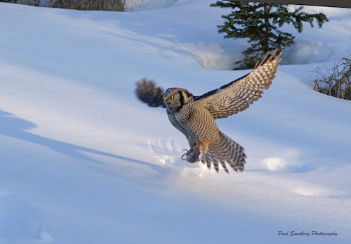 Northern Hawk Owl, by Paul Sundberg.