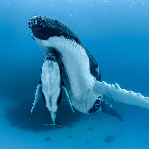 Portrait of a Humpback Whale by Paul Nicklen.