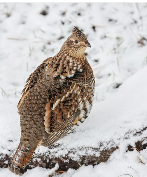 Ruffed Grouse in a winter wonderland, by Thomas Spence.