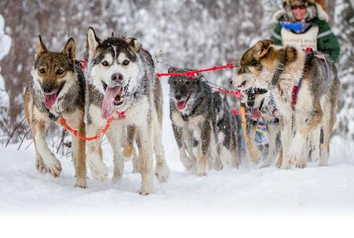 The Gunflint Trail Mal Run sled Dog race is Jan, 7