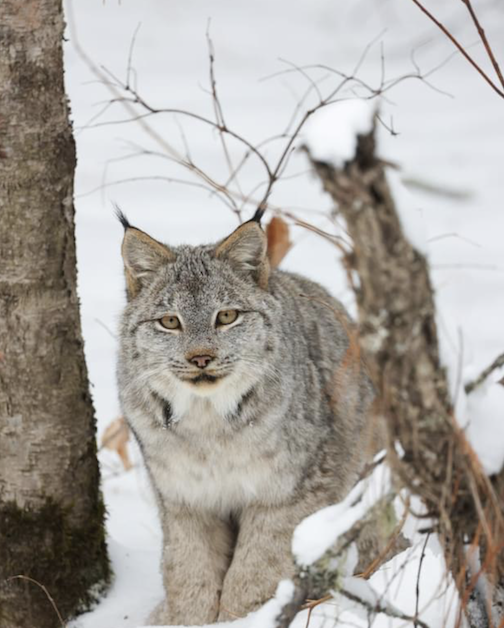 The curious, gentle face of a Canada lynx checking me out in the woods, by Thomas Spence.