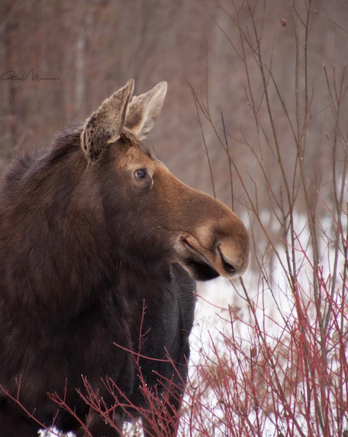 Winter Moose by Katie Mumm.
