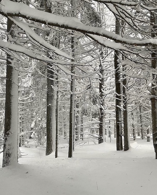 Winter woods by Kristofer Bowman.