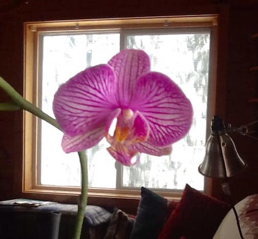 Yep, blizzard warning, but this orchid decided to bloom anyway by Bob LaMettry.
