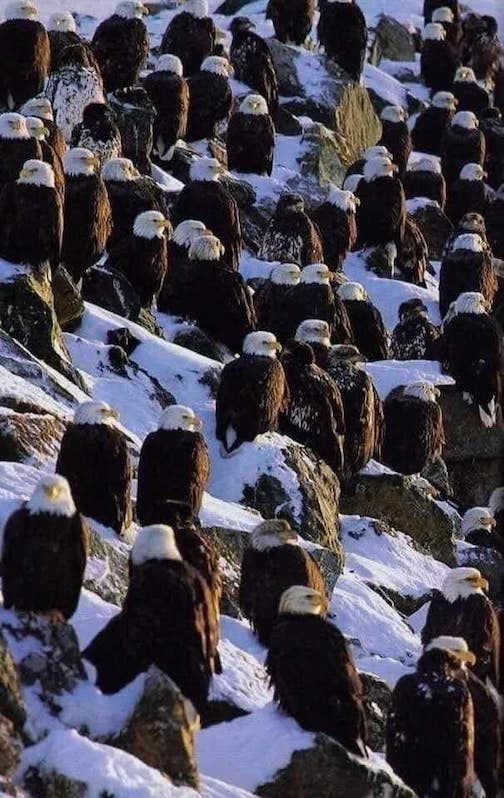 A bald eagle convention was held on Vancouver Island after a recent snowfall by Brittney Caldwell.